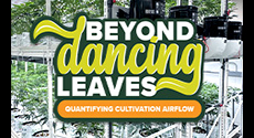 Beyond Dancing Leaves
