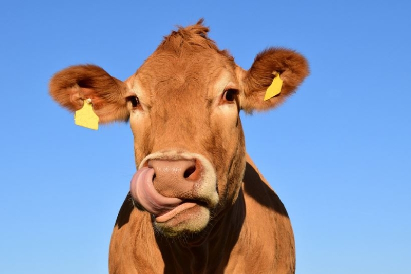 What happens if you feed hemp to dairy cows?