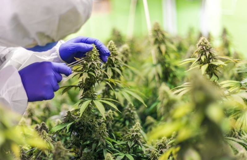 Washington shutters pot businesses due to old pesticide