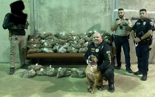 80 bags of Marijuana discovered during traffic stop