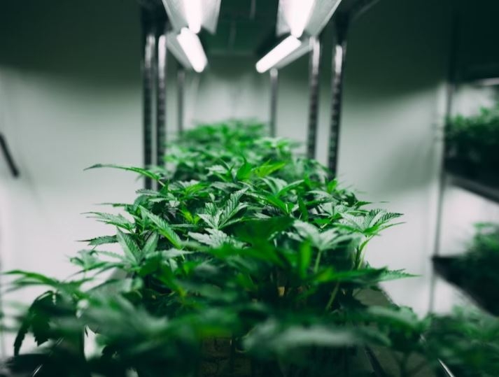 Company behind Cannabis facility in Grants receives DEA license