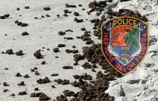 Large amount of Marijuana washes up on Florida beach