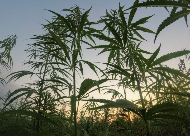 Hemp retailers hit with fines