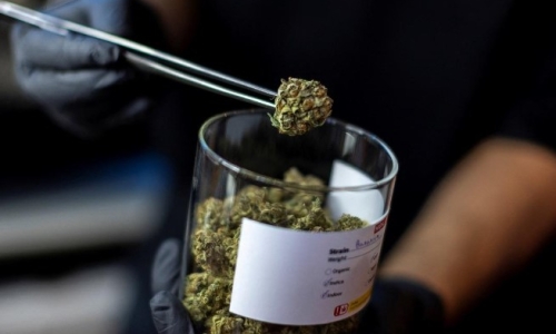 DOH won't back Marijuana cultivation, manufacture of Cannabis products