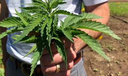 Florida closes in on banning delta-8 Hemp products