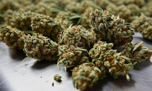 Anti-marijuana campaign outspends Question 300 support 11-to-1 in latest filings